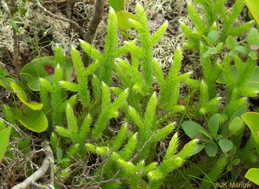 image of Lycopodium clavatum, Staghorn Clubmoss, Running Clubmoss, Ground-pine