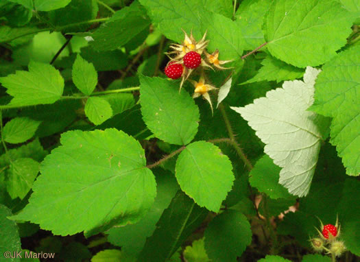 leaf or frond of Rubus phoenicolasius, Wineberry