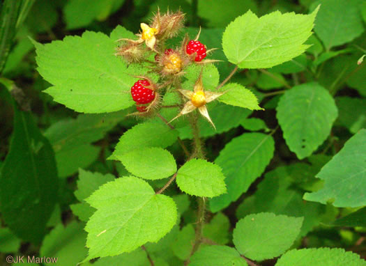 fruit of Rubus phoenicolasius, Wineberry