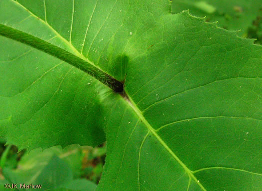 image of Silphium connatum, Virginia Cup-plant