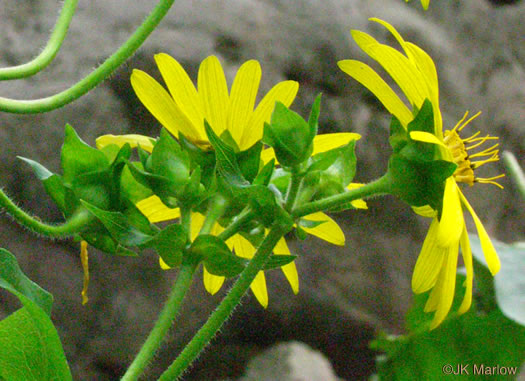 image of Silphium connatum, Virginia Cup-plant