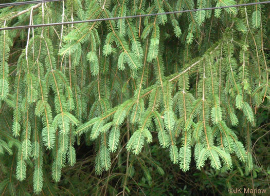 image of Picea abies, Norway Spruce