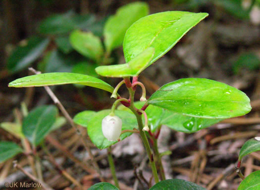 image of Gaultheria procumbens, Wintergreen, Teaberry