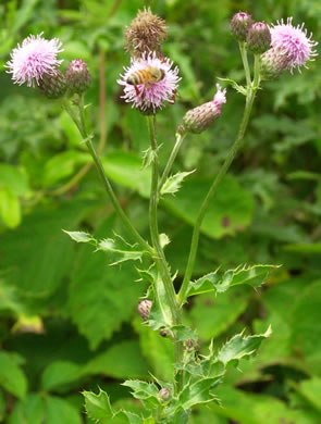 image of Cirsium arvense, Canada Thistle, Field Thistle