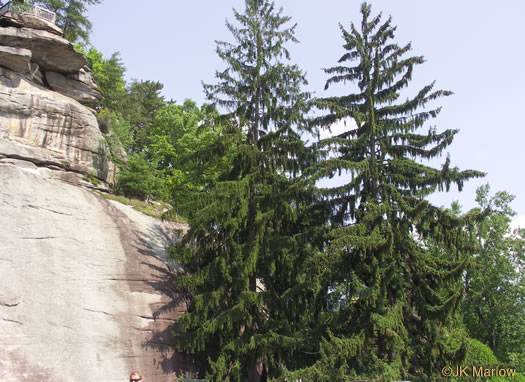 image of Picea abies, Norway Spruce