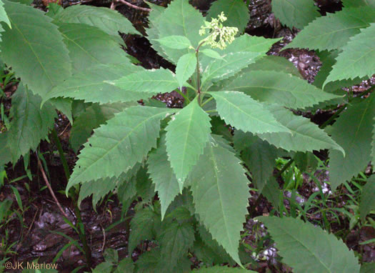 image of Eutrochium purpureum var. purpureum, Purple-node Joe-pye-weed, Sweet Joe-pye-weed