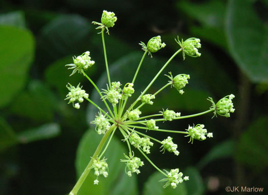 sepals or bracts of Cicuta maculata var. maculata, Water Hemlock, Spotted Cowbane