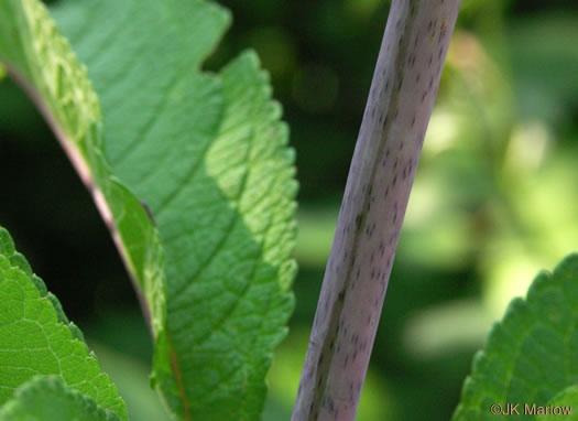 image of Eutrochium fistulosum, Hollow-stem Joe-pye-weed