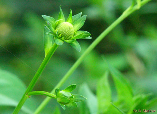 image of Rudbeckia laciniata var. laciniata, Greenheaded Coneflower, Common Cutleaf Coneflower