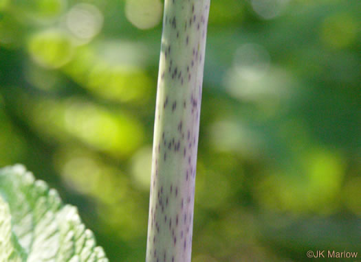 image of Eutrochium fistulosum, Hollow-stem Joe-pye-weed