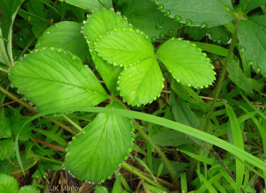 image of Fragaria virginiana, Wild Strawberry