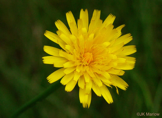 Hypochaeris radicata, Hairy Cat's-ear, Spotted Cat's-ear, Cat's Ear Dandelion