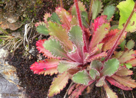 image of Micranthes petiolaris var. petiolaris, Michaux's Saxifrage, Cliff Saxifrage