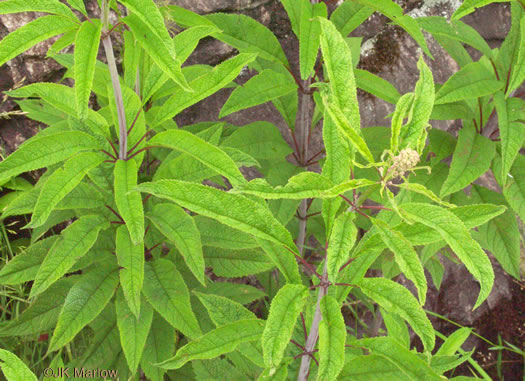 Eutrochium fistulosum, Hollow-stem Joe-pye-weed