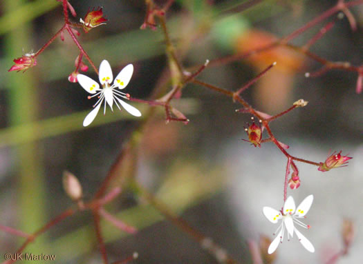 image of Micranthes petiolaris var. petiolaris, Michaux's Saxifrage, Cliff Saxifrage