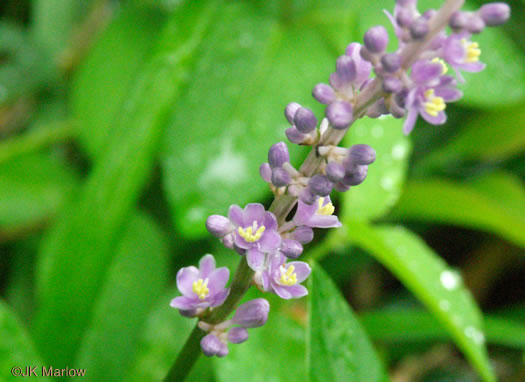 image of Liriope graminifolia, Grassleaf Lily-turf, Liriope