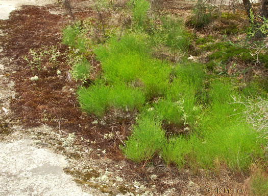 image of Hypericum gentianoides, Pineweed, Orange-grass, Orangeweed