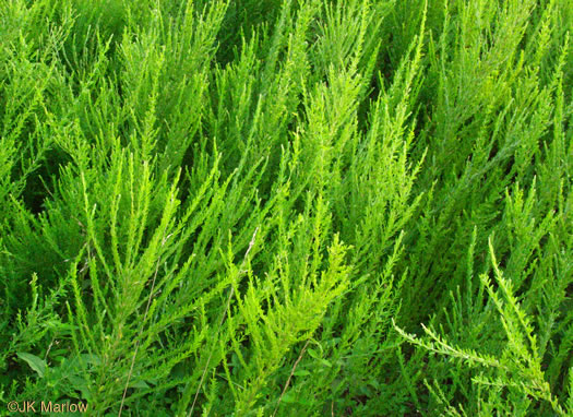 image of Lespedeza cuneata, Sericea Lespedeza, Chinese Lespedeza, Sericea