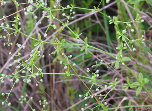 image of Galium pilosum, Hairy Bedstraw