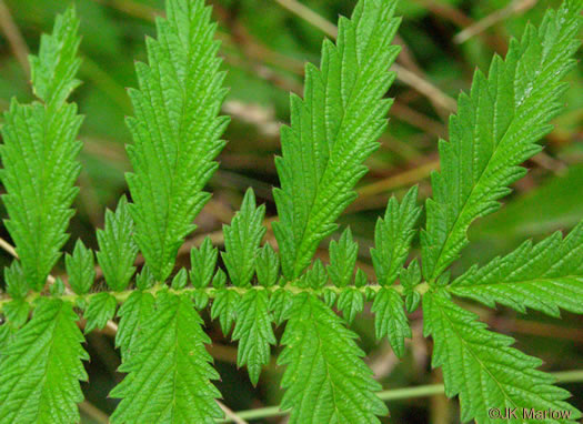 image of Agrimonia parviflora, Southern Agrimony, Small-flowered Agrimony, Harvestlice