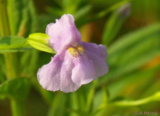 image of Mimulus ringens var. ringens, Allegheny Monkeyflower, Square-stemmed Monkeyflower