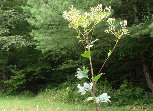 image of Arnoglossum atriplicifolium, Pale Indian-plantain