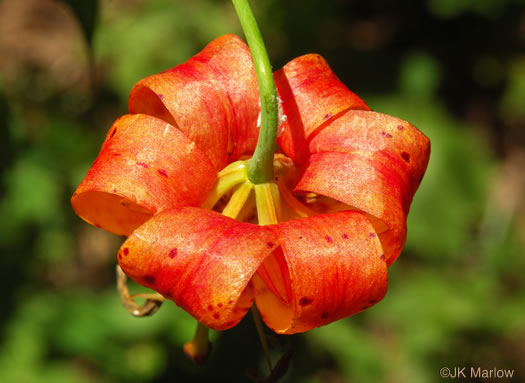 image of Lilium superbum, Turk's Cap Lily
