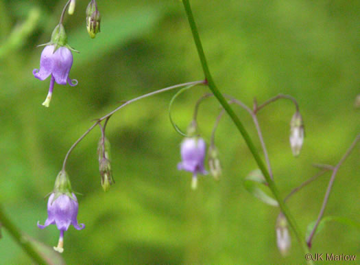 image of Campanula divaricata, Southern Harebell, Appalachian Bellflower