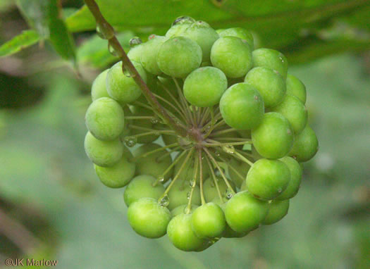 image of Smilax herbacea, Common Carrionflower, Smooth Carrionflower