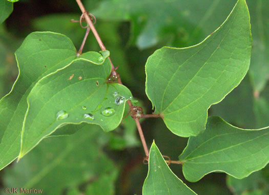 image of Smilax herbacea, Common Carrionflower, Smooth Carrionflower