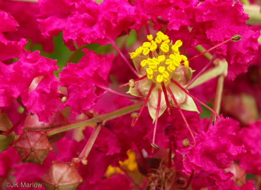 image of Lagerstroemia indica, Crape-myrtle