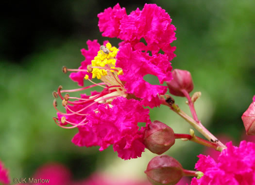 image of Lagerstroemia indica, Crape-myrtle