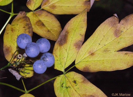 Caulophyllum thalictroides, Common Blue Cohosh, Papooseroot, Green Vivian