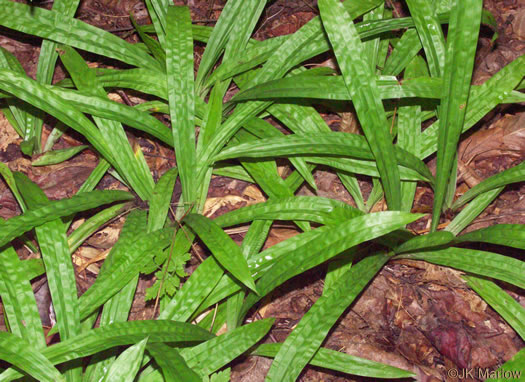 Plantain-leaved Sedge (Carex plantaginea)