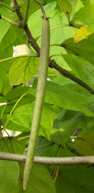 Catalpa bignonioides, Southern Catalpa, Fishbait Tree, Cigar Tree