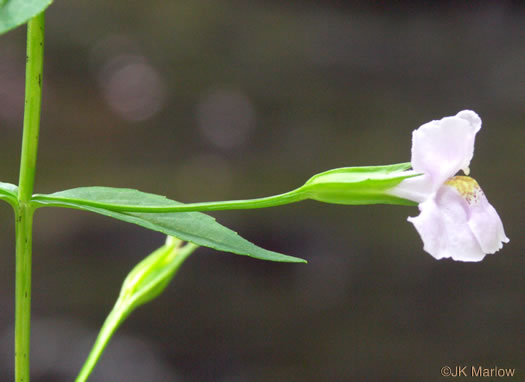 Mimulus ringens var. ringens, Allegheny Monkeyflower, Square-stemmed Monkeyflower