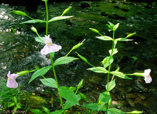 Mimulus ringens var. ringens, Allegheny Monkeyflower, Square-stemmed Monkeyflower