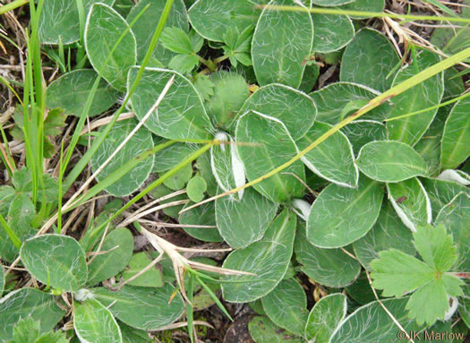 image of Pilosella officinarum, Mouse-ear Hawkweed