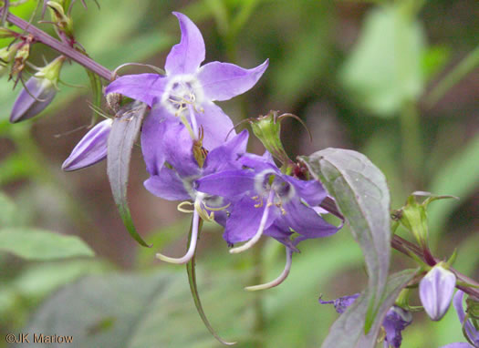 image of Campanulastrum americanum, Tall Bellflower