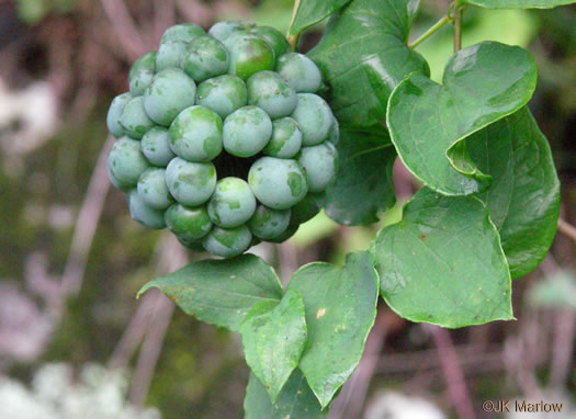 image of Smilax herbacea, Common Carrionflower, Smooth Carrionflower