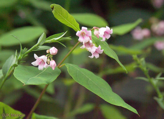 image of Apocynum androsaemifolium, Spreading Dogbane