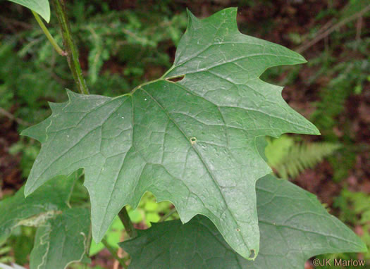 image of Arnoglossum atriplicifolium, Pale Indian-plantain