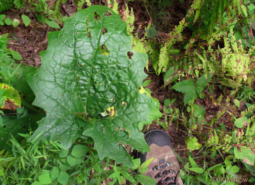 image of Arnoglossum atriplicifolium, Pale Indian-plantain