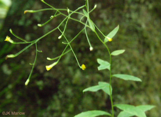 image of Hieracium paniculatum, Leafy Hawkweed, Panicled Hawkweed, Allegheny Hawkweed