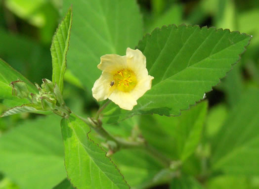 image of Sida rhombifolia var. rhombifolia, Arrowleaf Sida, Diamondleaf Fanpetal, Cuban Jute