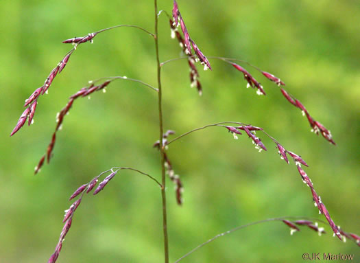 flower of Tridens flavus, Purpletop, Purpletop Tridens, Greasy Grass, Tall Redtop