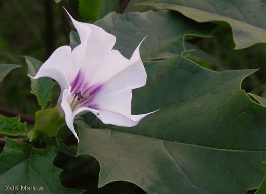 flower of Datura stramonium, Jimsonweed