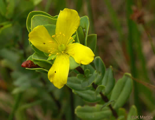 image of Hypericum crux-andreae, St. Peter's-wort, St. Andrew's Cross, St. Peter's Cross