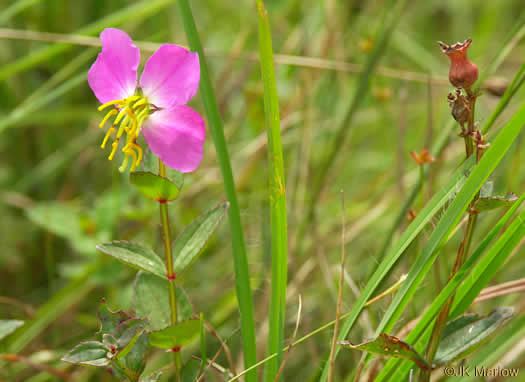 image of Rhexia virginica, Virginia Meadowbeauty, Wingstem Meadowbeauty, Deergrass