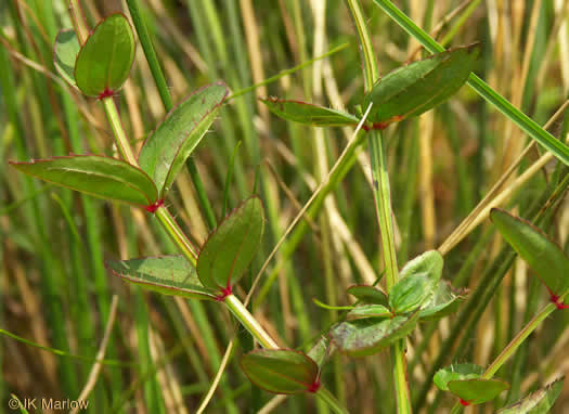 image of Rhexia virginica, Virginia Meadowbeauty, Wingstem Meadowbeauty, Deergrass